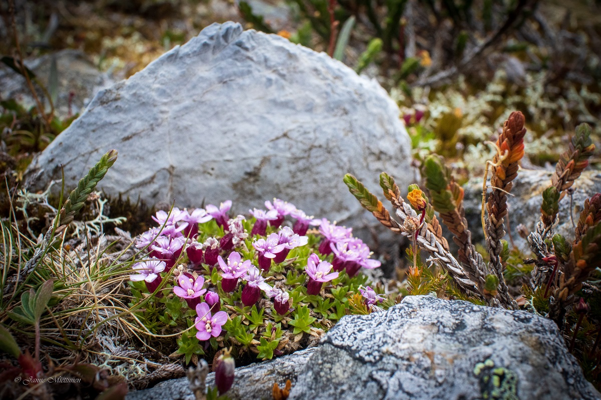 Kukat, kuva Janne Miettunen
